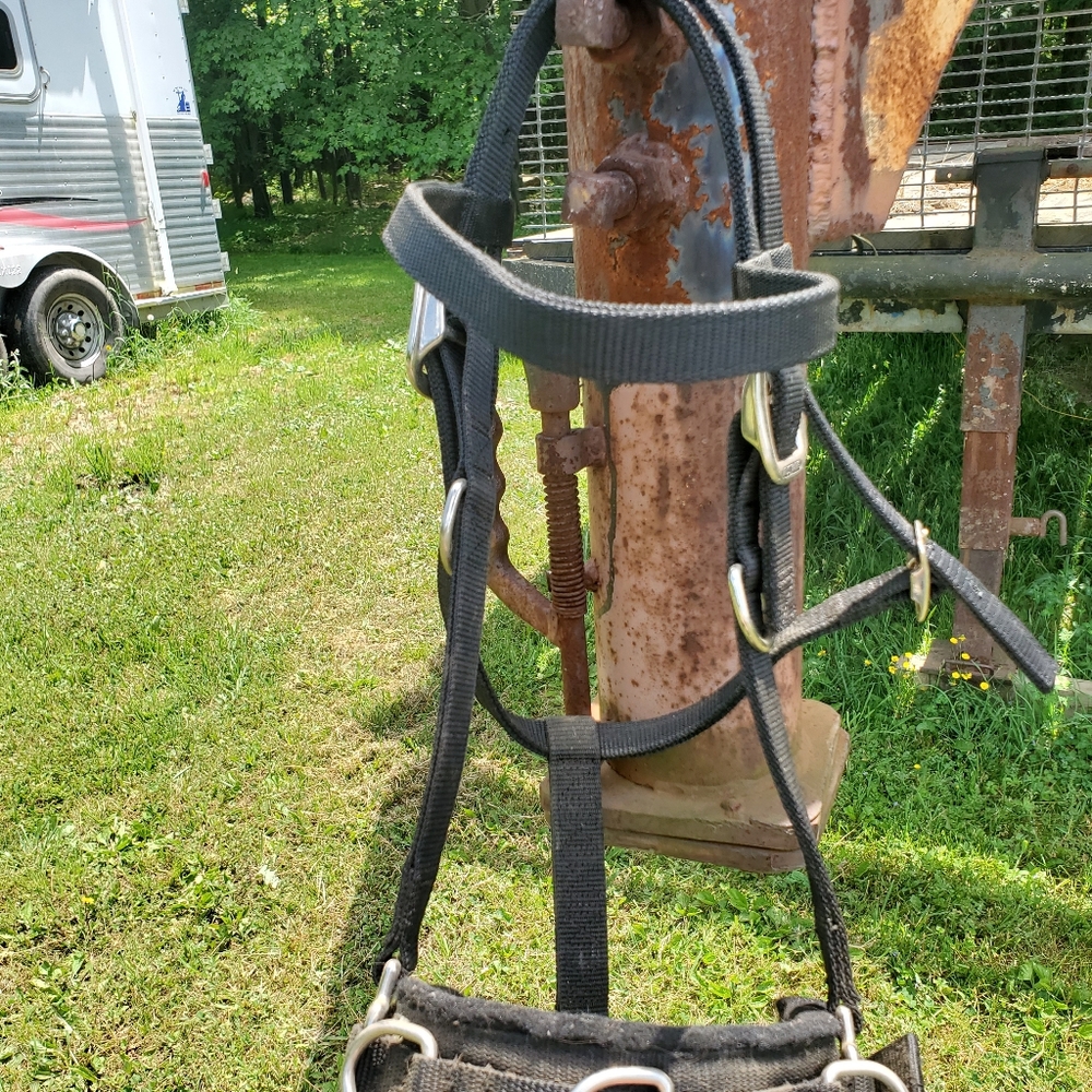 Horse size heavy duty lunging halter